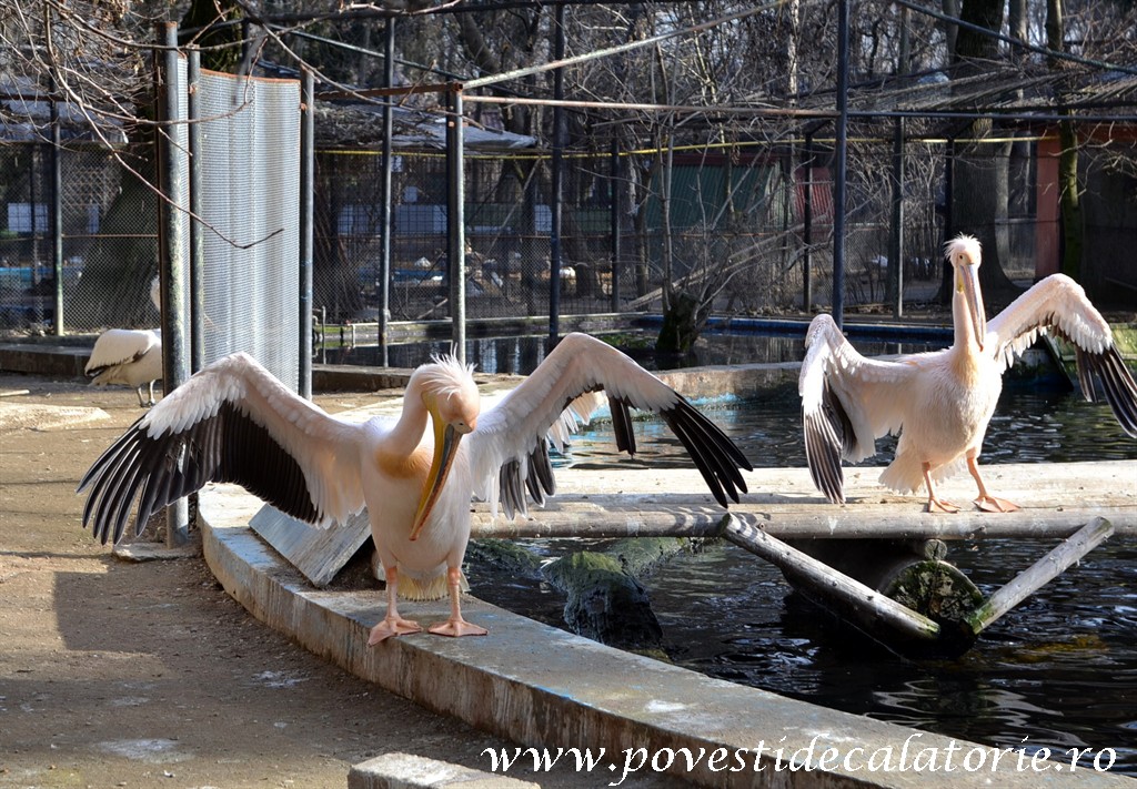 Zoo Bucuresti (225)